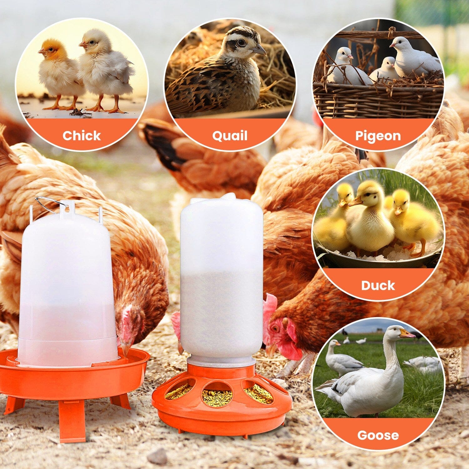 1.5L Chicken Feeder Adjustable Height Waterer Set Buy Cheap Footlocker Pictures