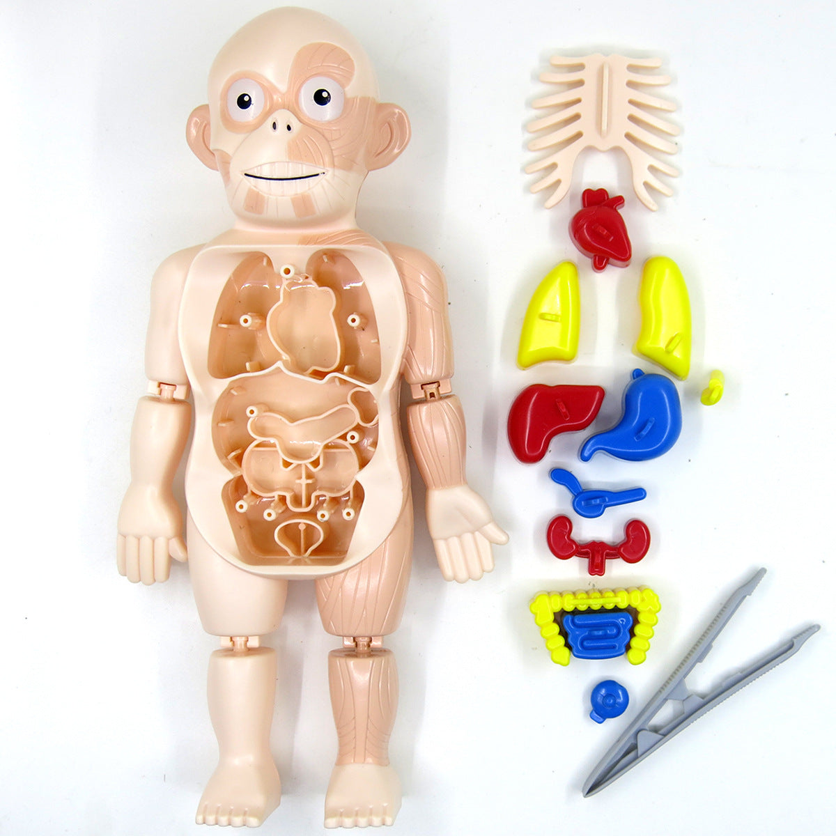 Britenway Body Parts Game Organ Assembled Toys for Boys Girls Outlet 2025