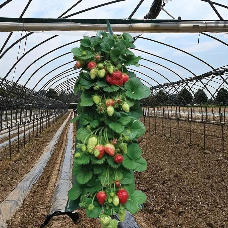 Upside Down Tomato Grow Bag Explore Online