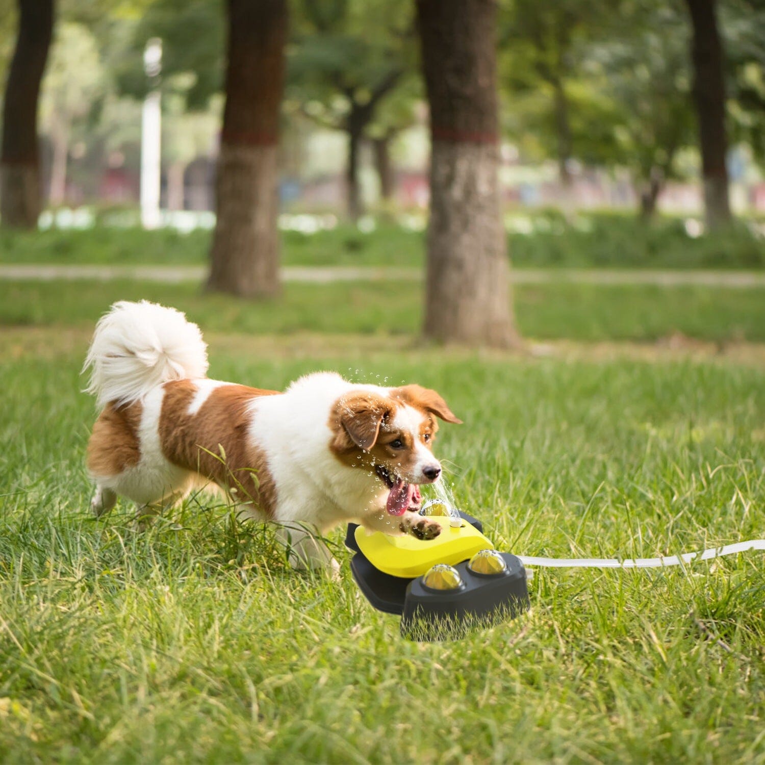 Multifunctional Automatic Pet Water Dispenser Outdoor Step-on Activated Sprinkler Sale Reliable