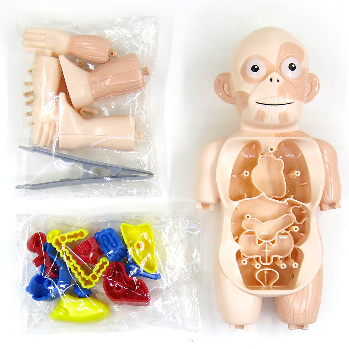 Britenway Body Parts Game Organ Assembled Toys for Boys Girls Outlet 2025