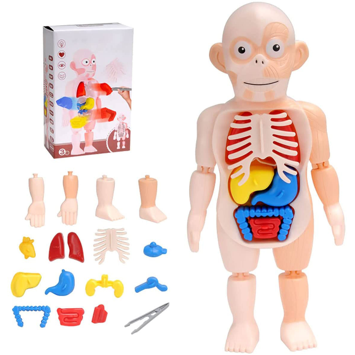 Britenway Body Parts Game Organ Assembled Toys for Boys Girls Outlet 2025