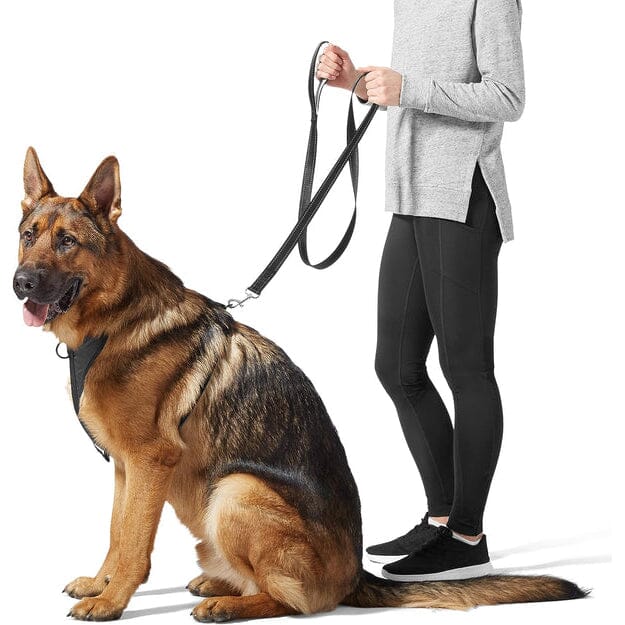 5 Foot Padded Single Handle Dog Leash Latest Collections Online