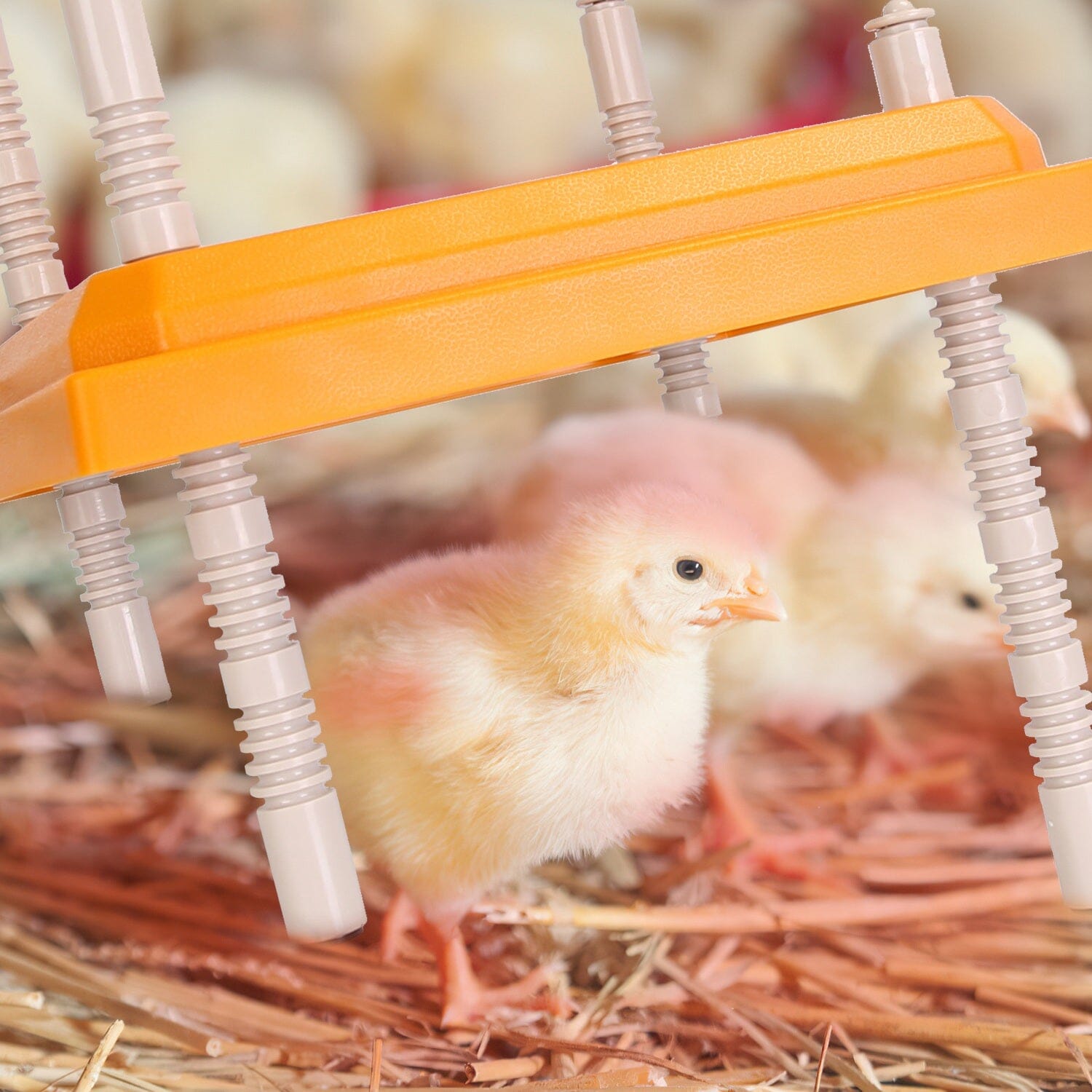 15W Chicken Brooder Heater with Adjustable  Height Angle Max 131℉ Shipping Outlet Store Online