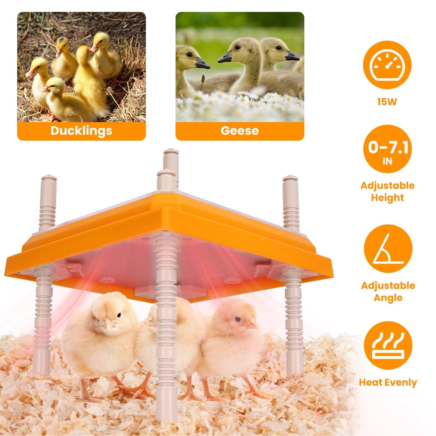 15W Chicken Brooder Heater with Adjustable  Height Angle Max 131℉ Shipping Outlet Store Online