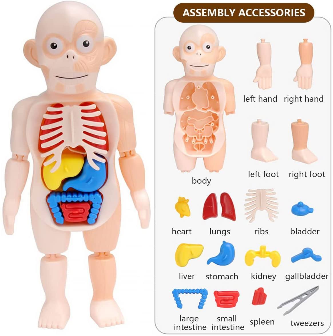 Britenway Body Parts Game Organ Assembled Toys for Boys Girls Outlet 2025