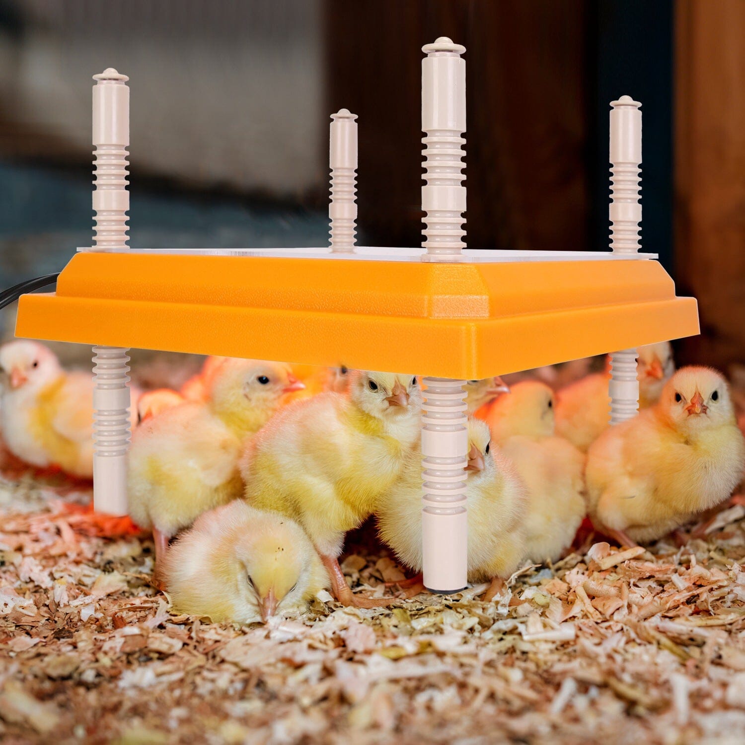 15W Chicken Brooder Heater with Adjustable  Height Angle Max 131℉ Shipping Outlet Store Online