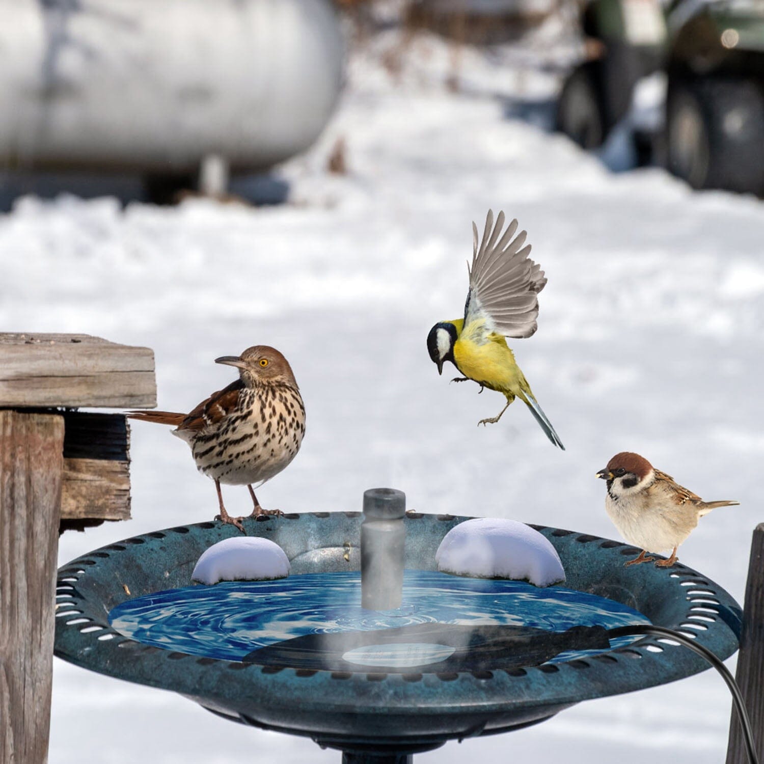 Bird Bath Deicer Outdoor Winter Water Heater Thermostatically Controlled Collections Cheap Online