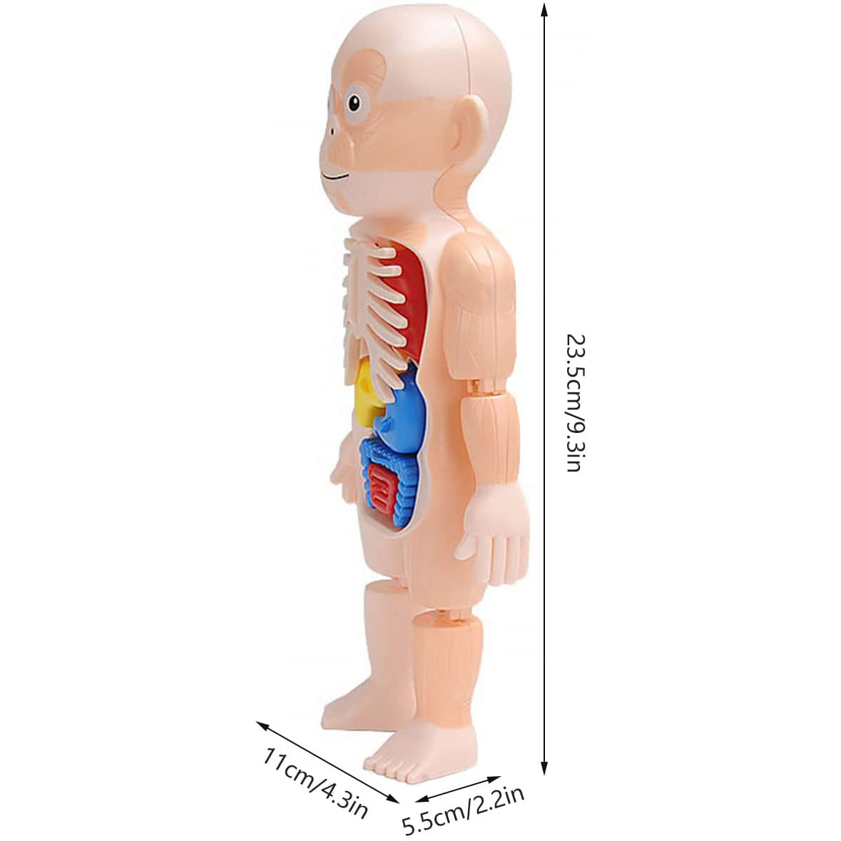 Britenway Body Parts Game Organ Assembled Toys for Boys Girls Outlet 2025