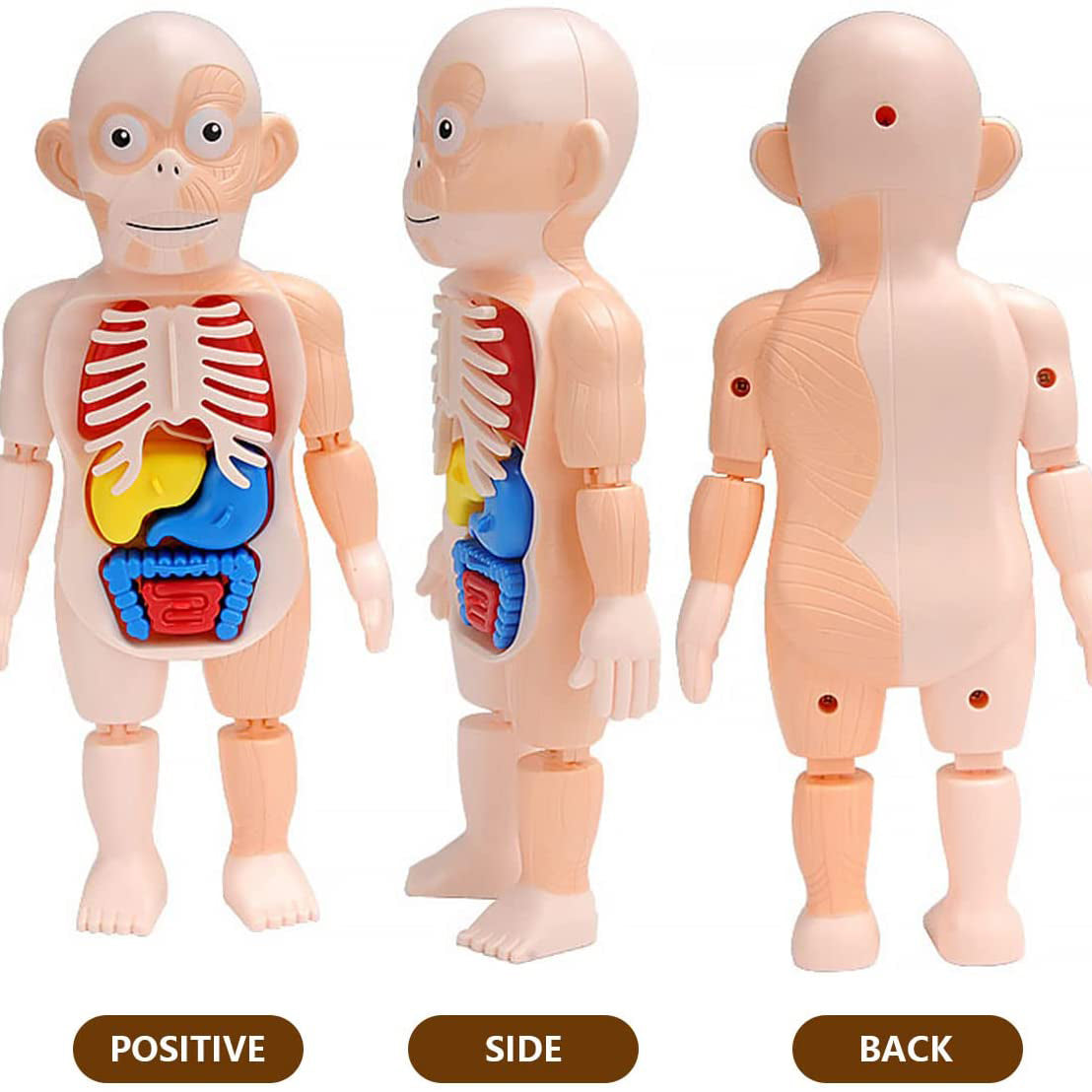 Britenway Body Parts Game Organ Assembled Toys for Boys Girls Outlet 2025