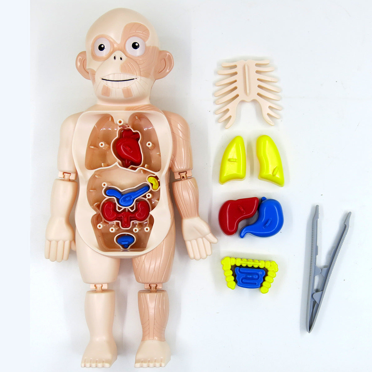 Britenway Body Parts Game Organ Assembled Toys for Boys Girls Outlet 2025