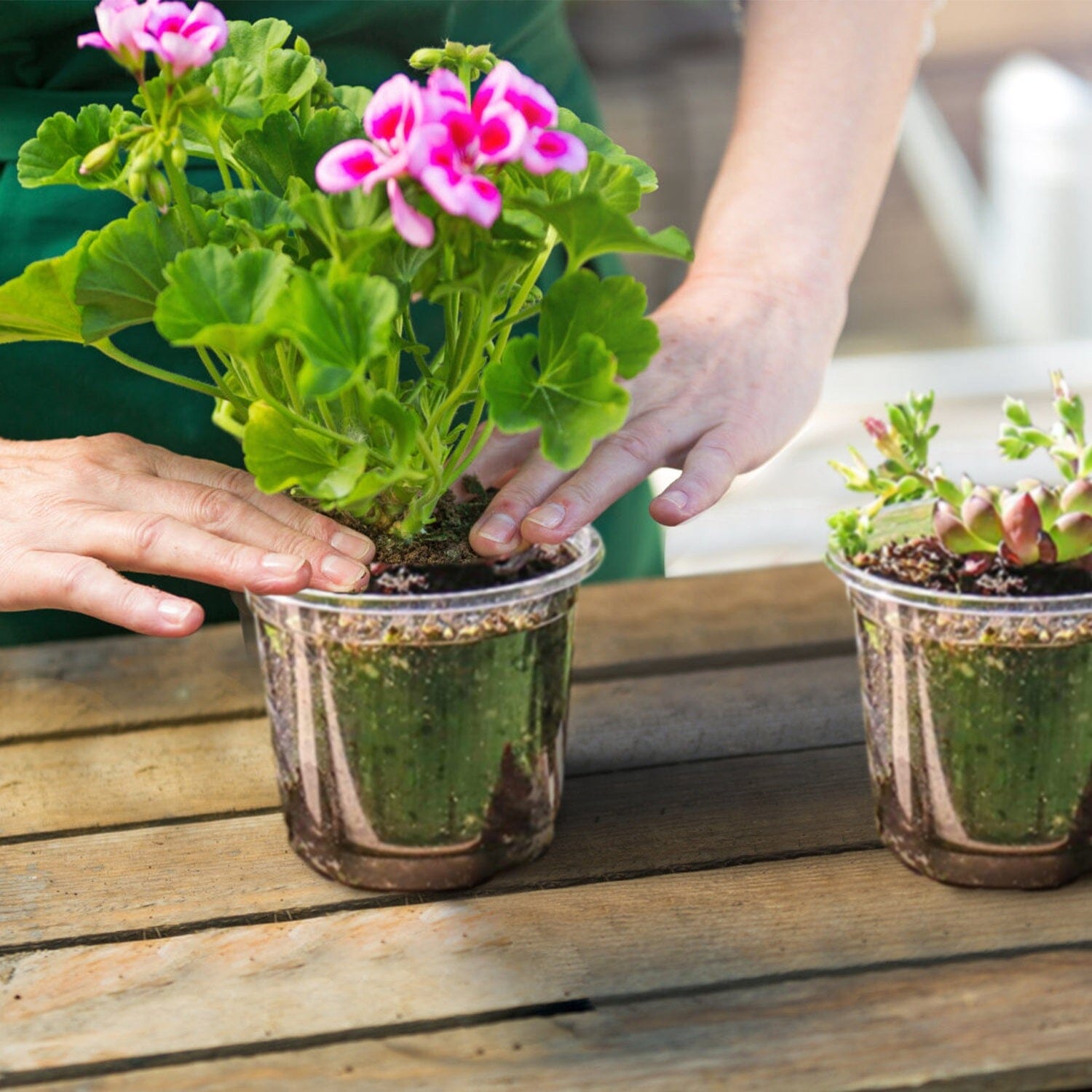 30-Pieces: Plant Nursery Pots PET Flower Seed Starting Pots Container with Dome Drainage Holes High Quality For Sale