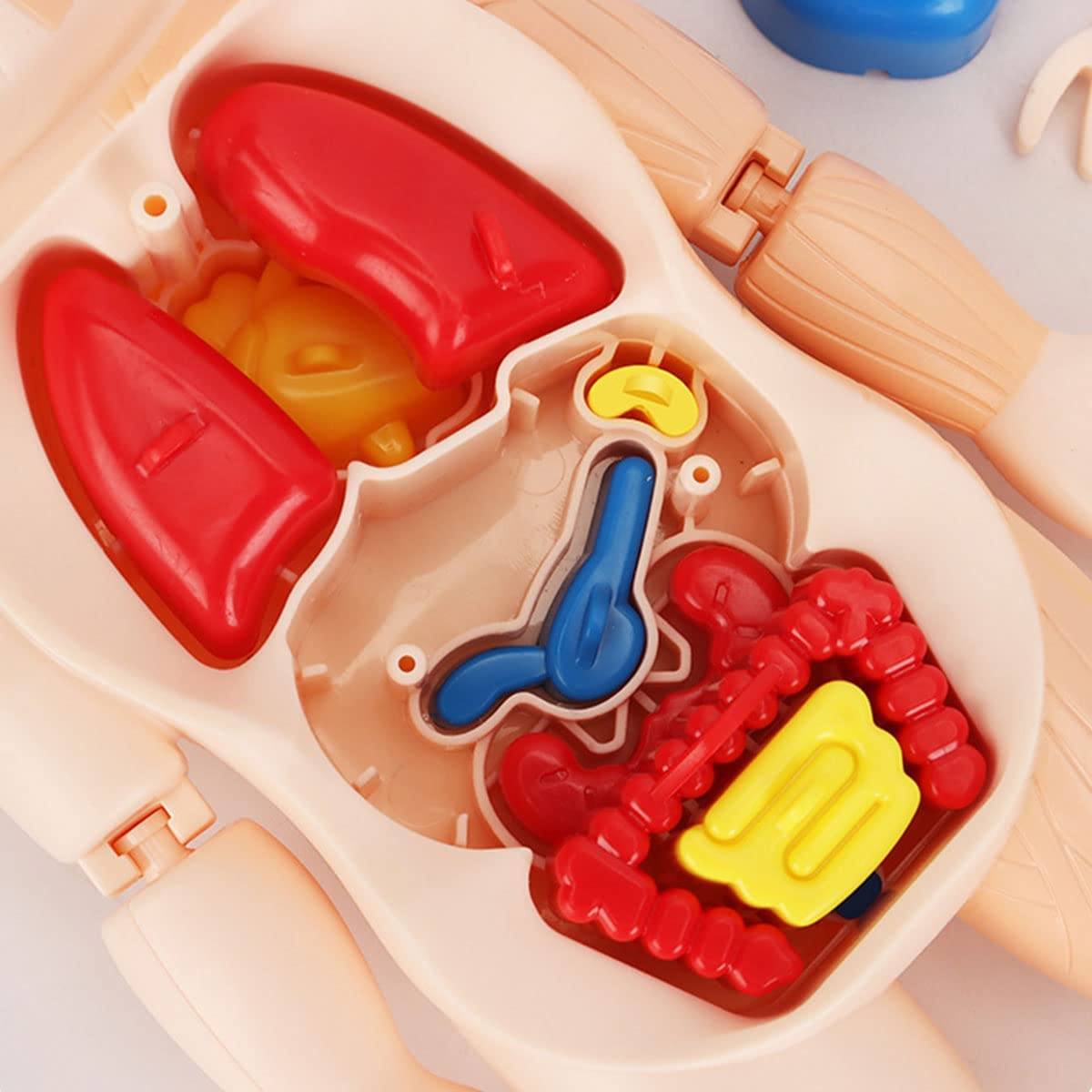 Britenway Body Parts Game Organ Assembled Toys for Boys Girls Outlet 2025