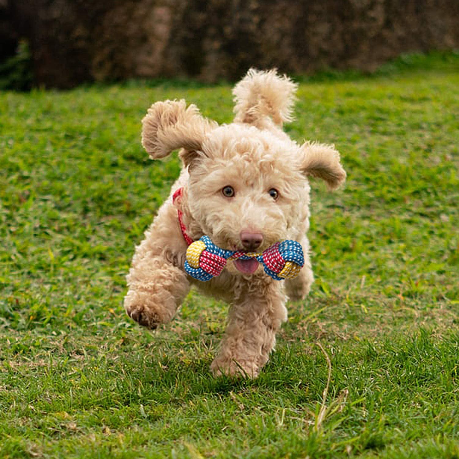 7-Piece: Puppy Cord Chew Toys Buy Cheap Clearance Store