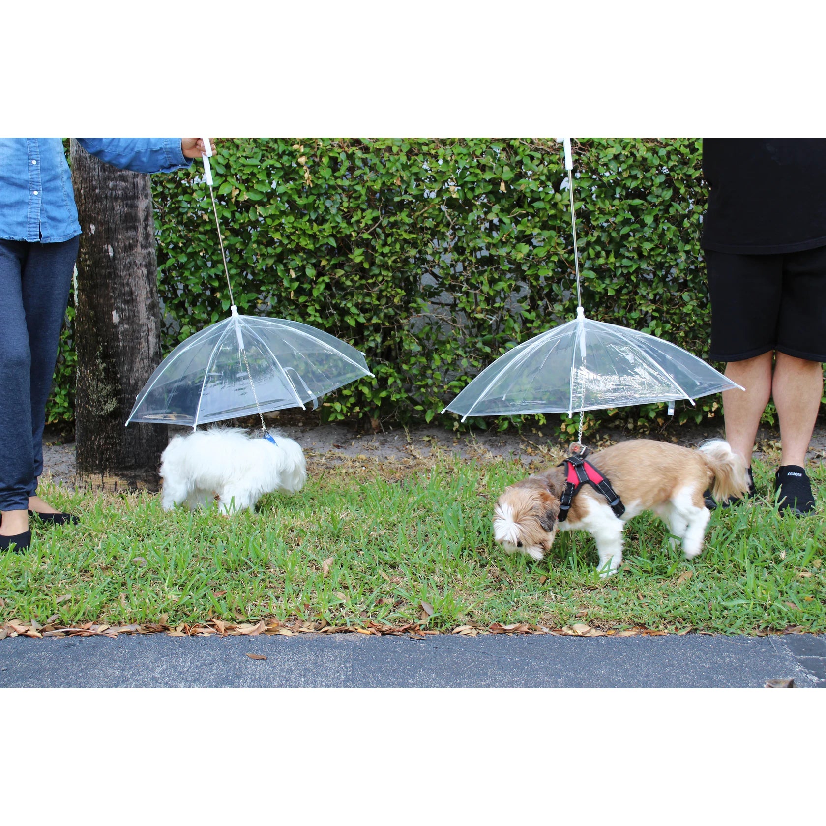 Transparent Outdoor Dog or Puppy Umbrella with Chain Leash High Quality