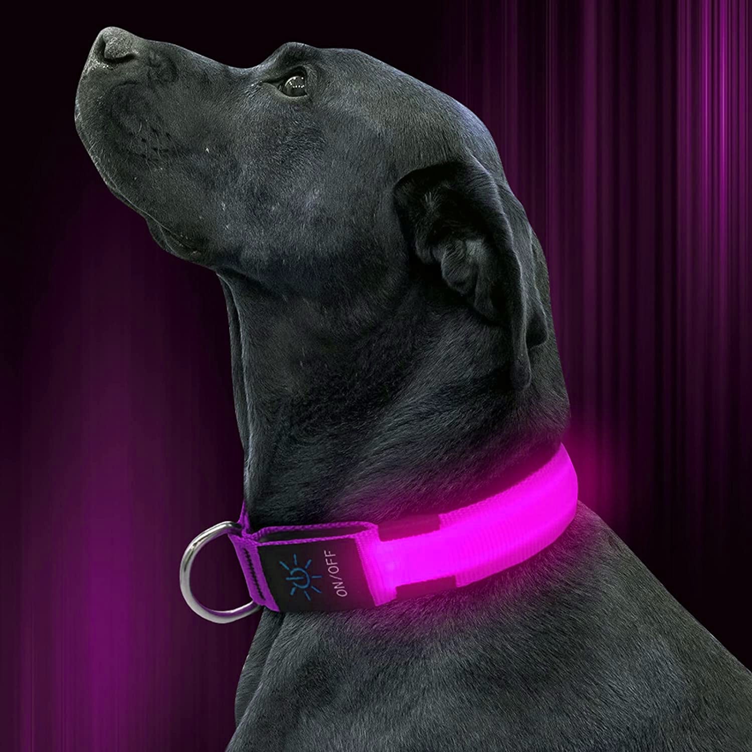 LED Pet Collar Shop Offer Cheap Pice