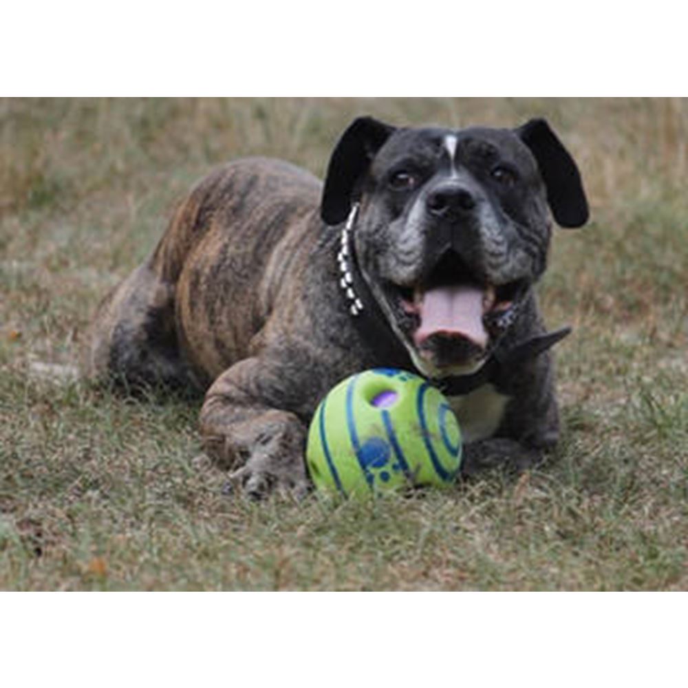 Doggies Ball Interactive Dog Toy Shop For Cheap Online