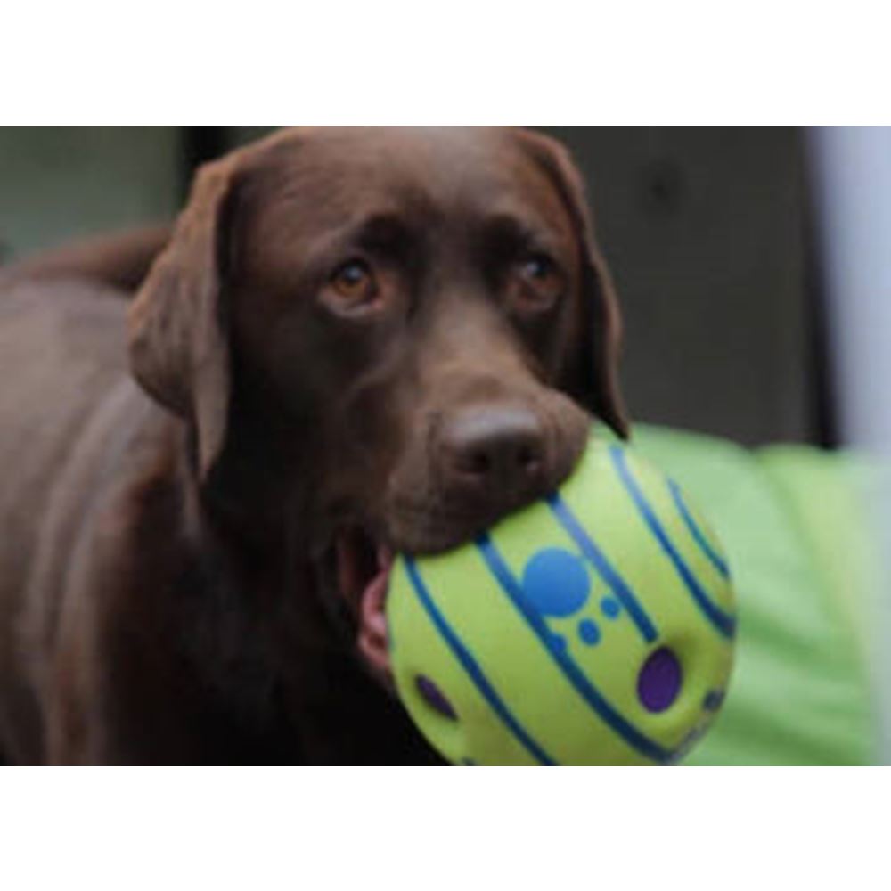 Doggies Ball Interactive Dog Toy Shop For Cheap Online