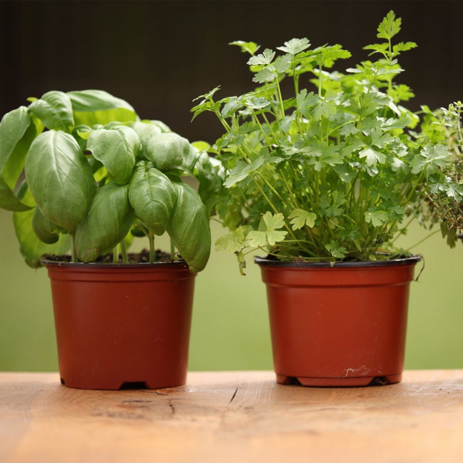 100-Piece: Plastic Plant Nursery Pots Finishline