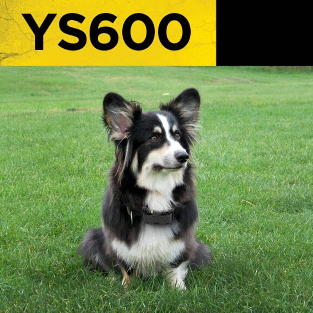 Dogtra YS600 No Bark Collar  (Refurbished) Shop Offer Cheap Online