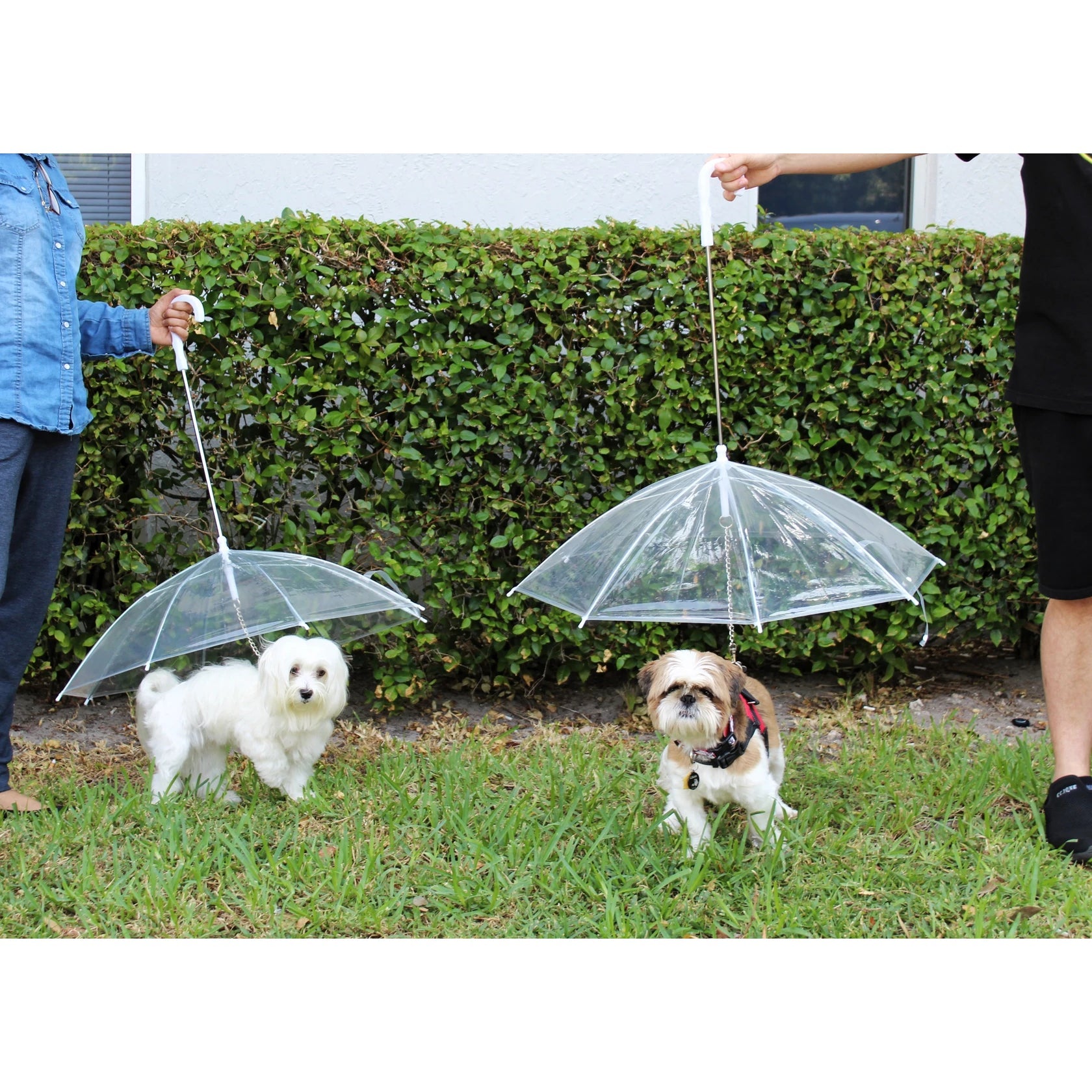 Transparent Outdoor Dog or Puppy Umbrella with Chain Leash High Quality