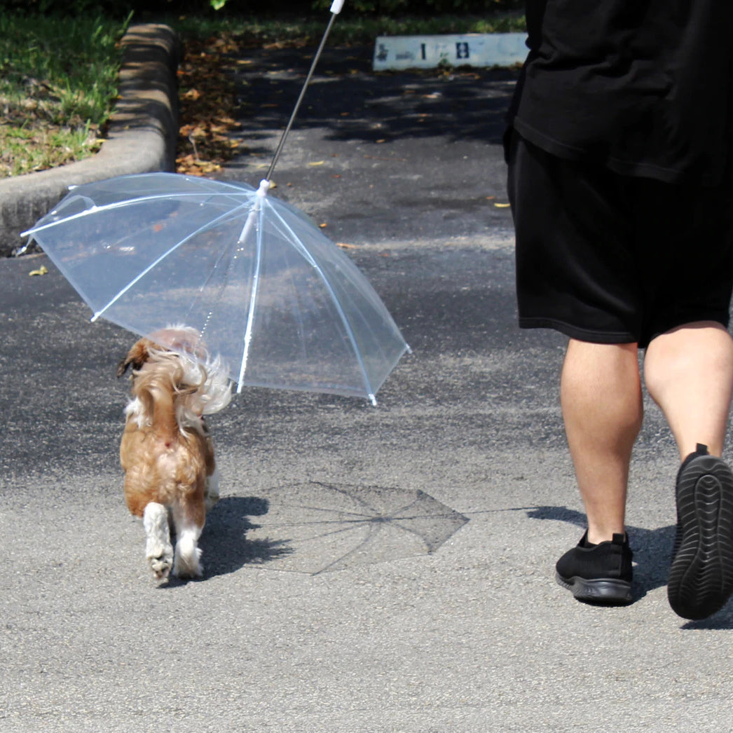 Transparent Outdoor Dog or Puppy Umbrella with Chain Leash High Quality