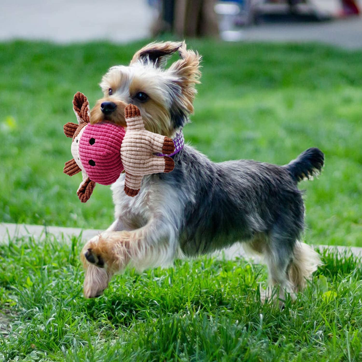 7-Piece: Puppy Cord Chew Toys Buy Cheap Clearance Store