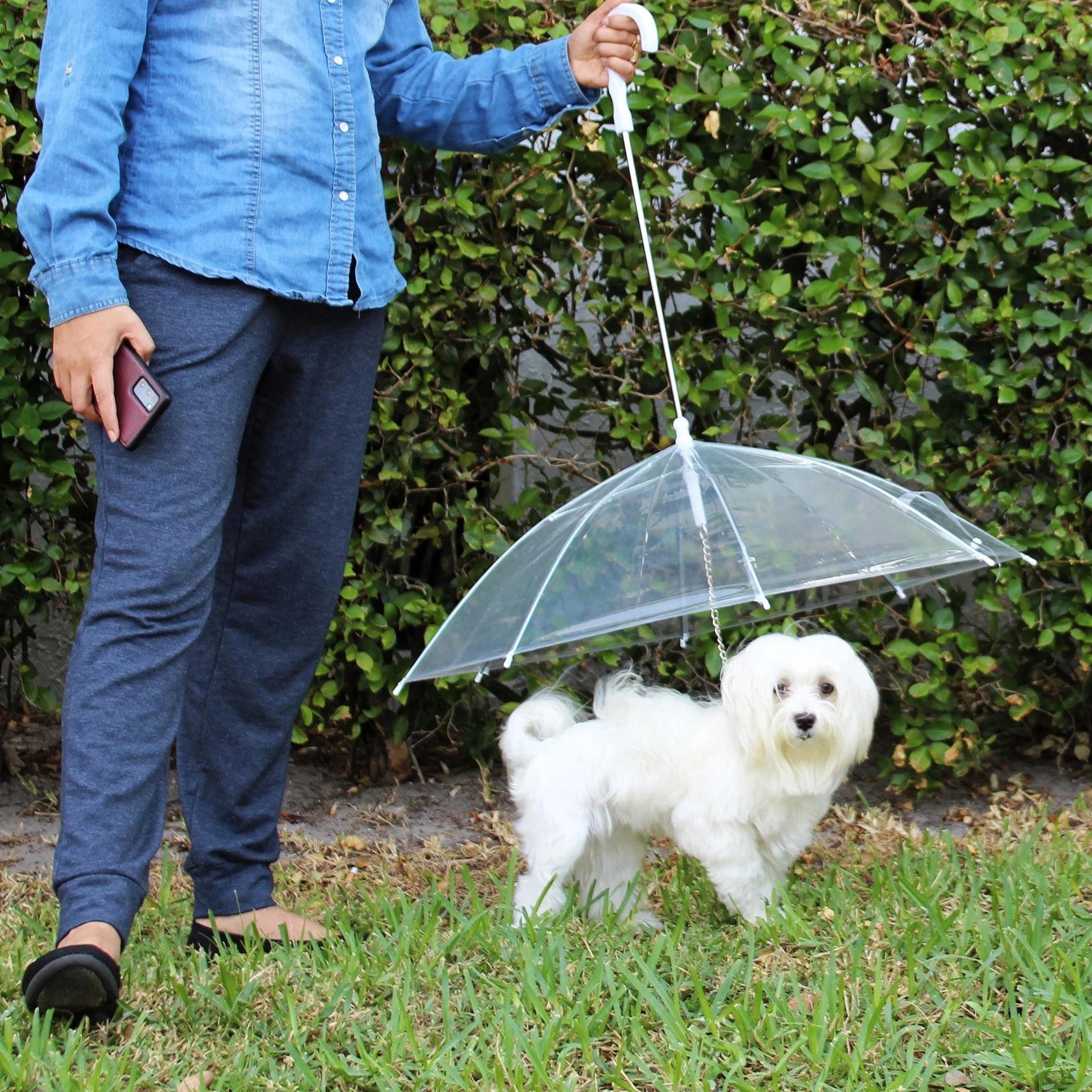 Transparent Outdoor Dog or Puppy Umbrella with Chain Leash High Quality