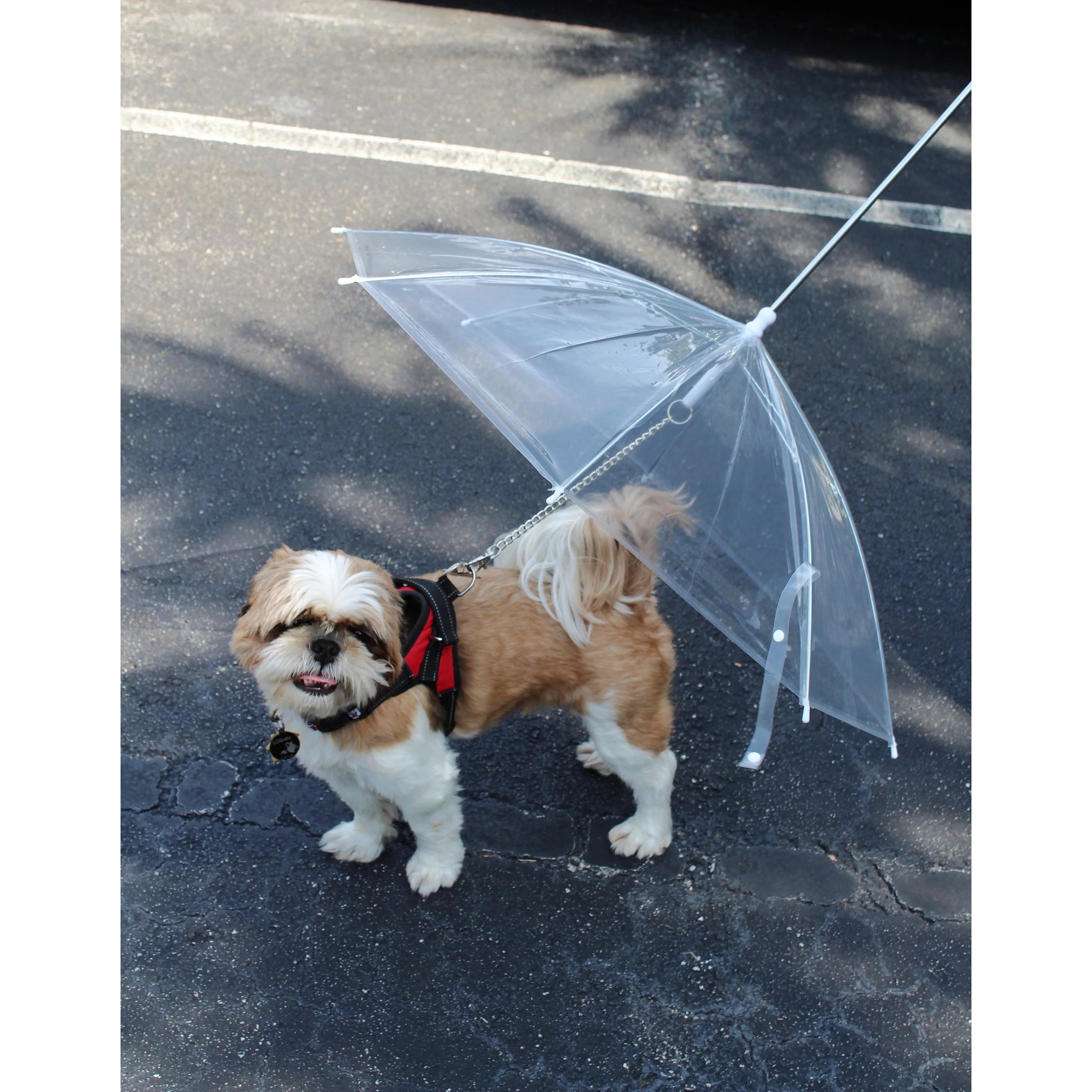 Transparent Outdoor Dog or Puppy Umbrella with Chain Leash High Quality